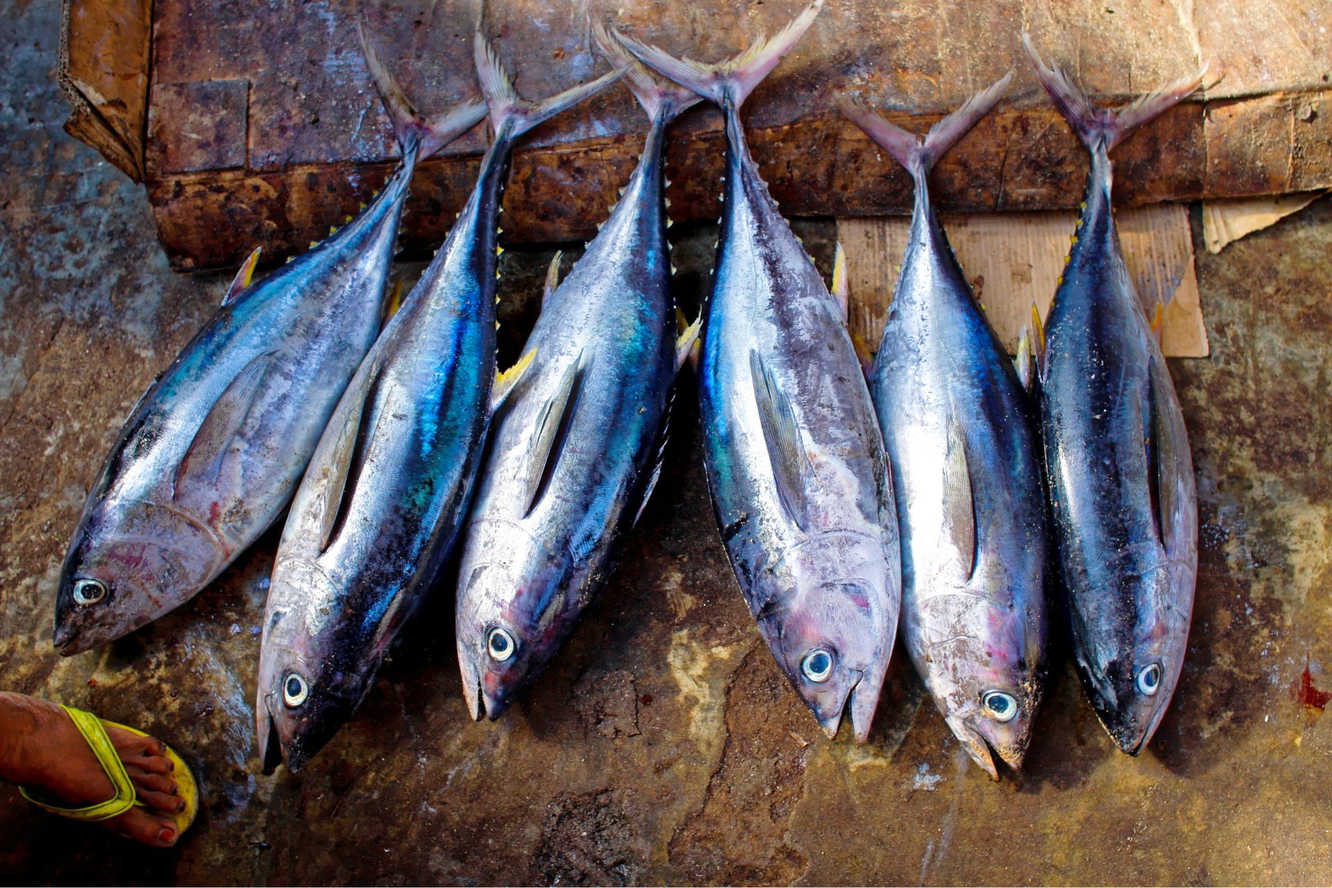 pescados